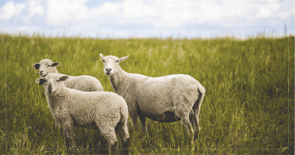 what-does-it-mean-to-be-a-sheep-the-glorious-table